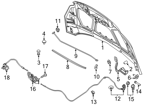 2014 Ford Focus Hood & Components Diagram