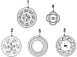 1995 Ford Aspire Wheel Cover Diagram - F4BZ1130C